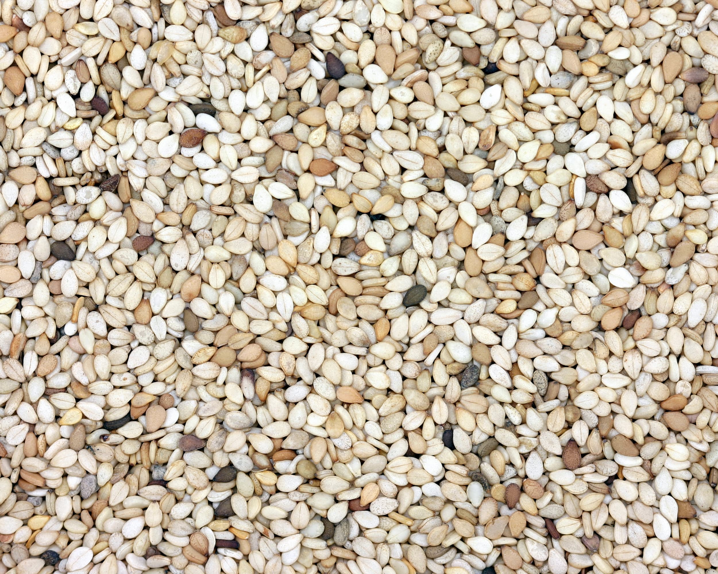 Unhulled Sesame Seeds - Bulk Grade